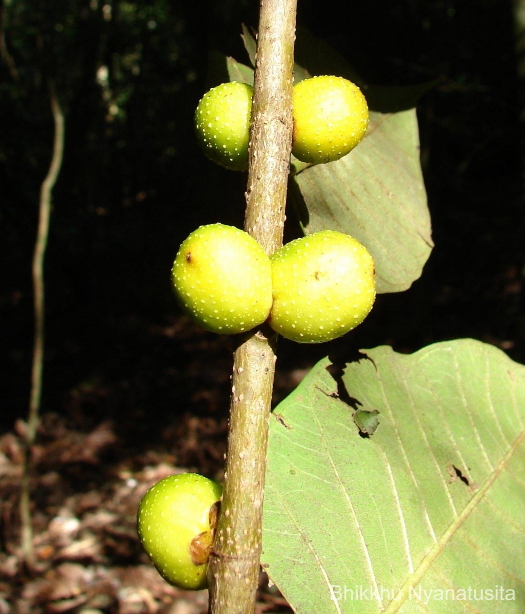 Ficus drupacea Thunb.